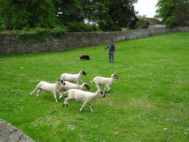 In Ireland Farmer Joel's sheepdog skillfully herds the sheep.